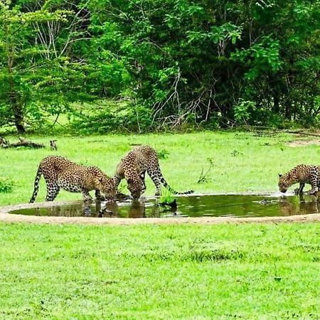 فندق Yala Leopard Mobile Camp المظهر الخارجي الصورة