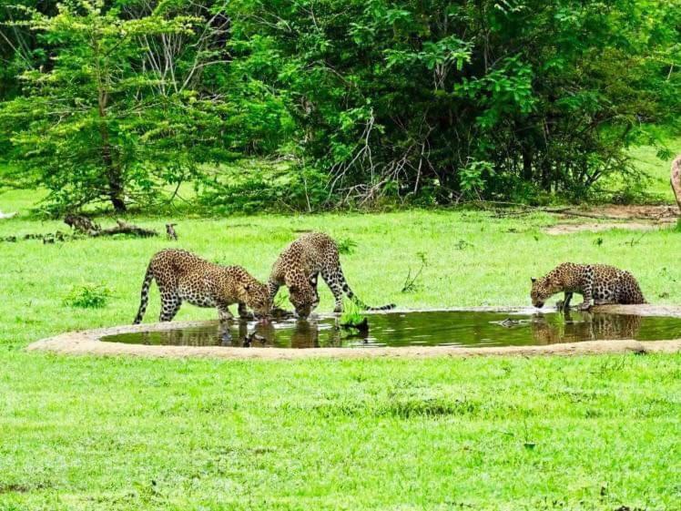 فندق Yala Leopard Mobile Camp المظهر الخارجي الصورة