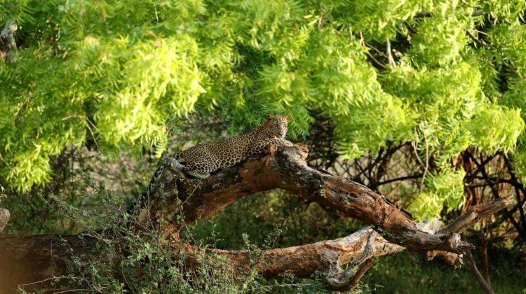 فندق Yala Leopard Mobile Camp المظهر الخارجي الصورة